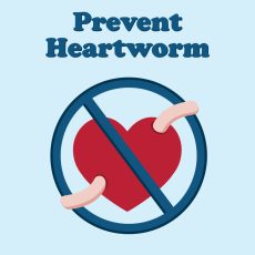 post_image_Prevent_Heartworm1-1024x1024